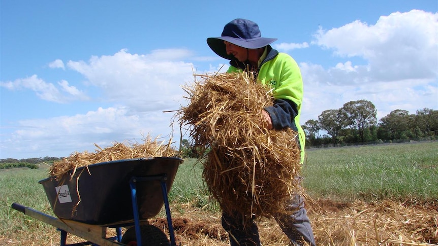 Farm worker picks up straw next to wheelbarrow