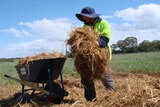 Farm worker picks up straw next to wheelbarrow