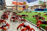 Red crabs in the playground at Christmas Island District High School