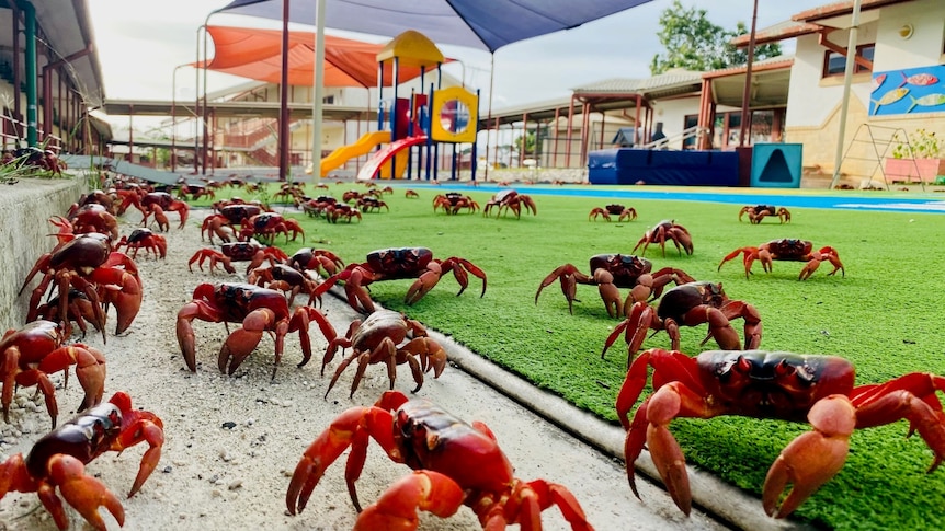Red crabs in the playground at Christmas Island District High School