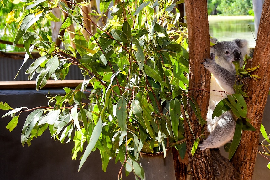 A koala nestles in between two branches surrounded by lush, green eucalyptus leaves.
