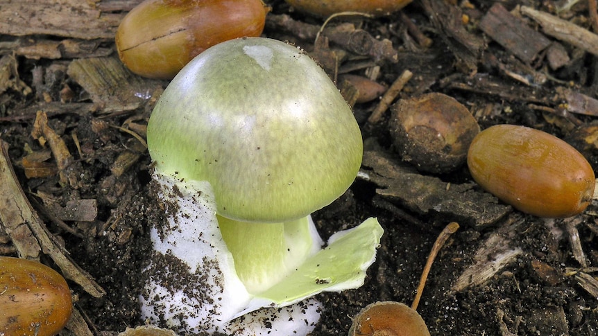 Amanita phalloides aka death cap mushroom found in Launceston