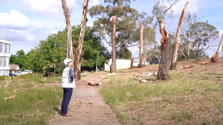 Man looking at damaged trees on footpath