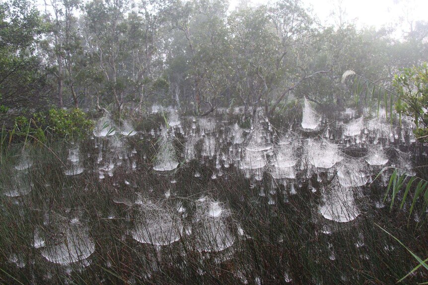 Tent spider webs