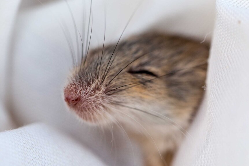 Close up of the whiskers and nose of a small brown mouse held in a piece of cloth.