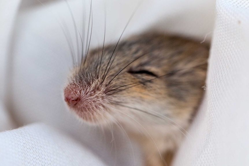 Close up of the whiskers and nose of a small brown mouse held in a piece of cloth.