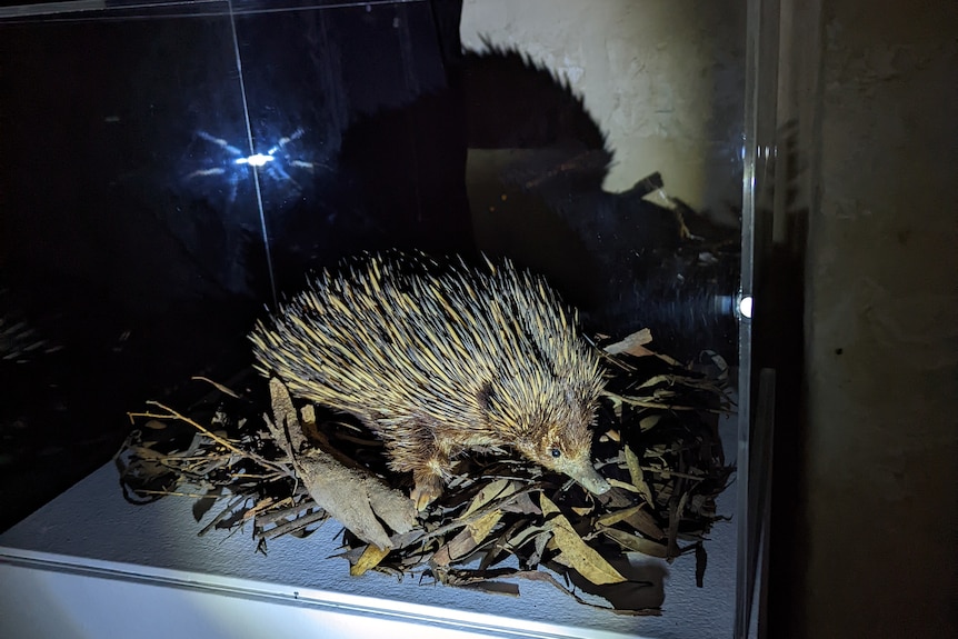 A taxidermy echidna in a glass case lit by torchlight.