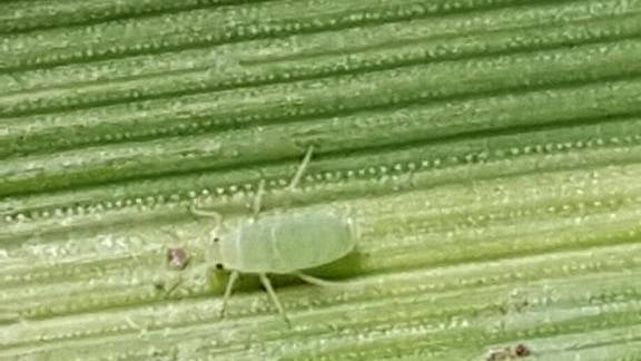 Russian wheat aphid in Kaniva, Western Victoria