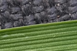 Russian wheat aphid in Kaniva, Western Victoria