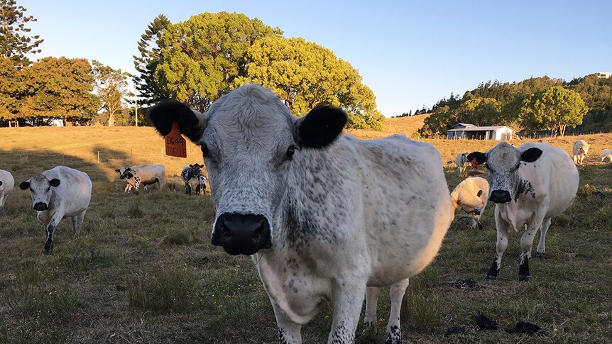 British White cattle are white cattle with black noses, ears and spots.