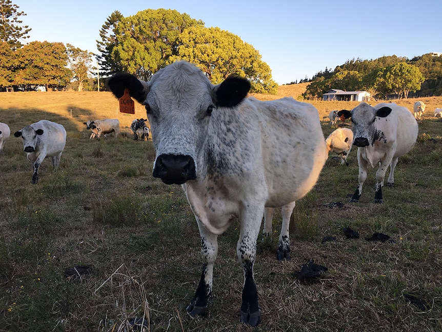 British White cattle are white cattle with black noses, ears and spots.