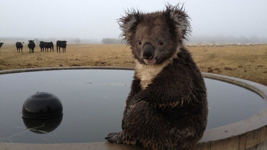 A koala takes a bath from a water trough