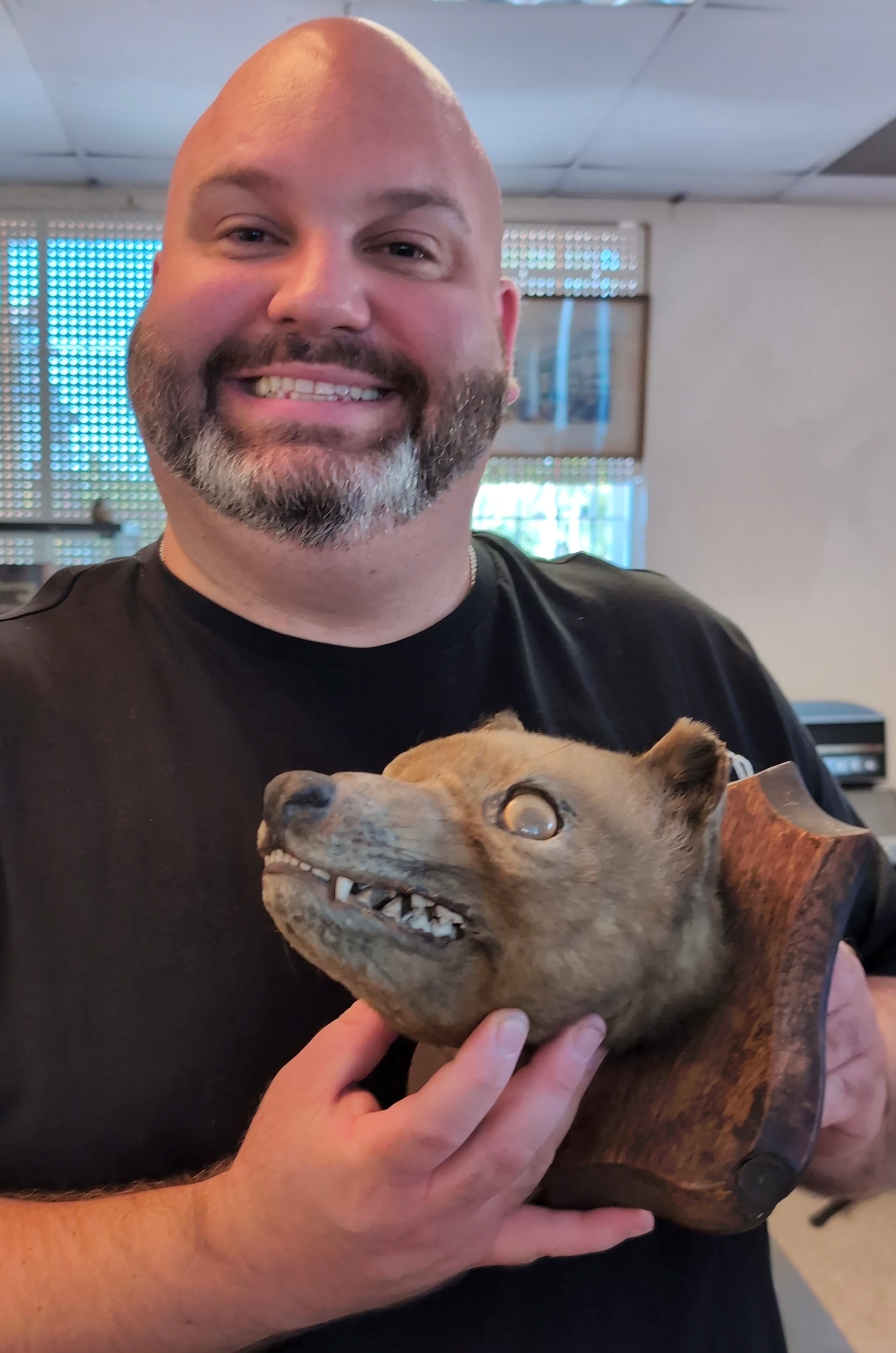 A man holds a mounted taxidermy animal head that resembles a thylacine, or Tasmanian tiger. 