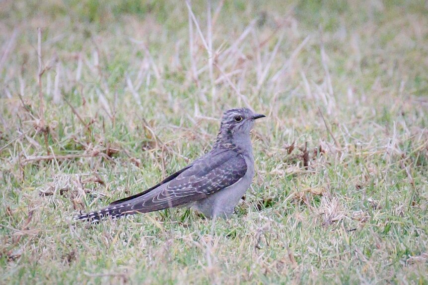 A Pallid cuckoo sits on grass.