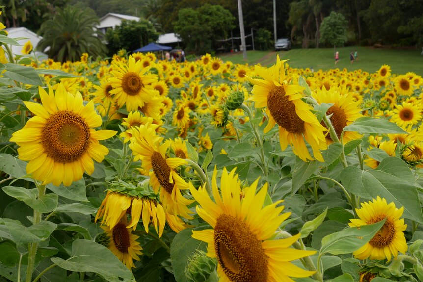 Thousands of sunflowers cover a portion of the property.