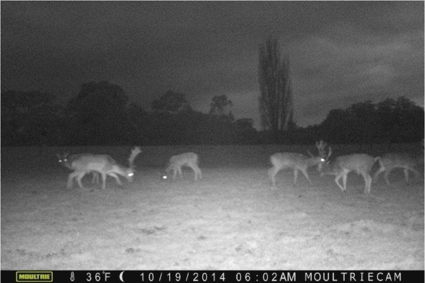 deer caught on camera.