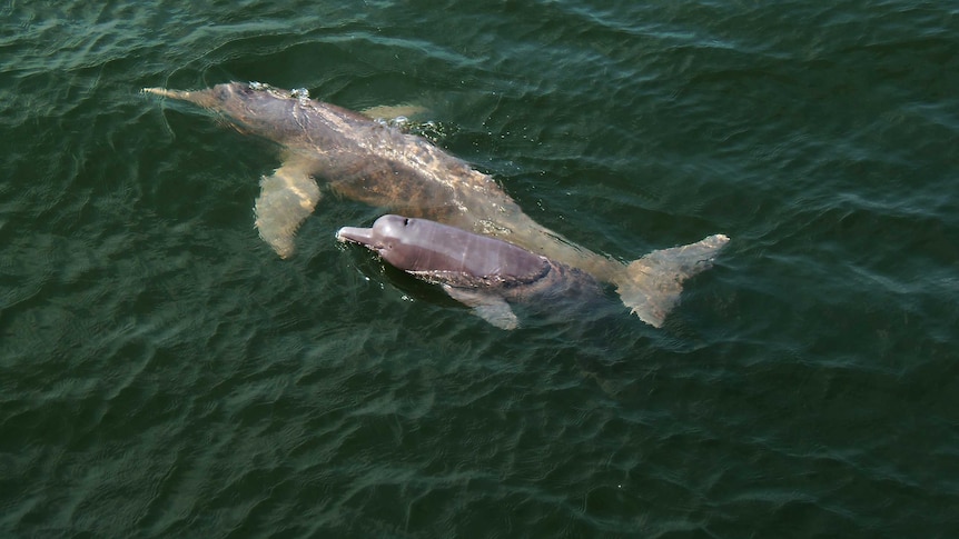 Two pink river dolphins swim together.
