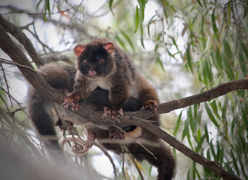 A western ringtail possum in a gum tree, another is behind it