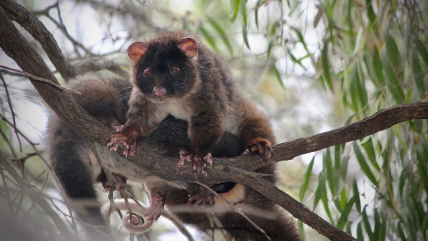 A western ringtail possum in a gum tree, another is behind it