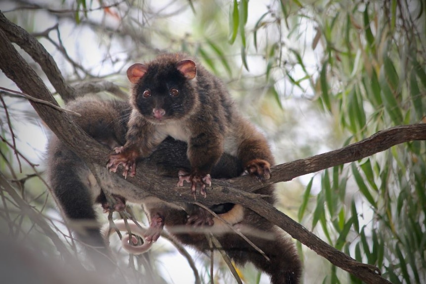 A western ringtail possum in a gum tree, another is behind it