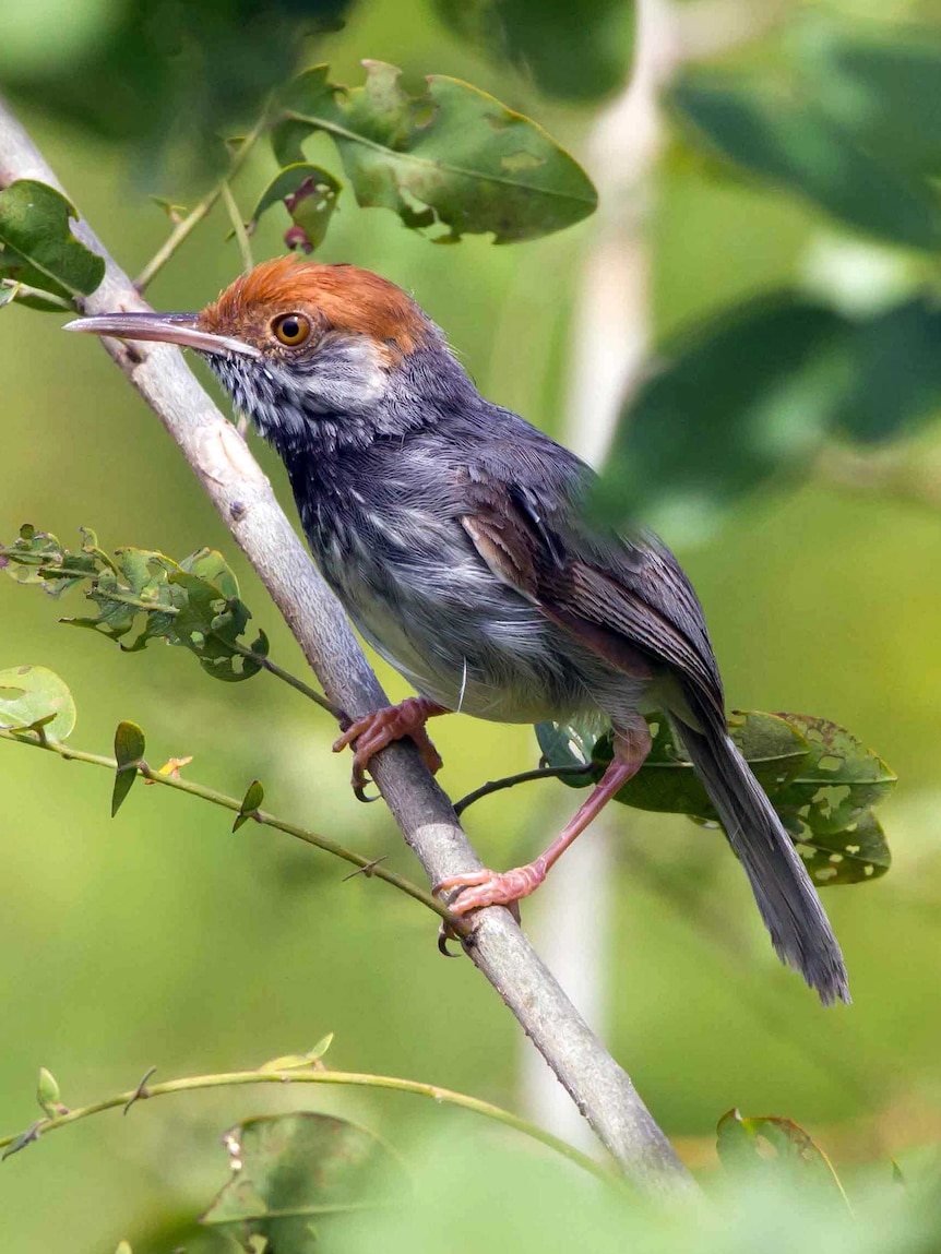 A Cambodian tailorbird, or orthotomus chaktomuk, is pictured in Phnom Penh.