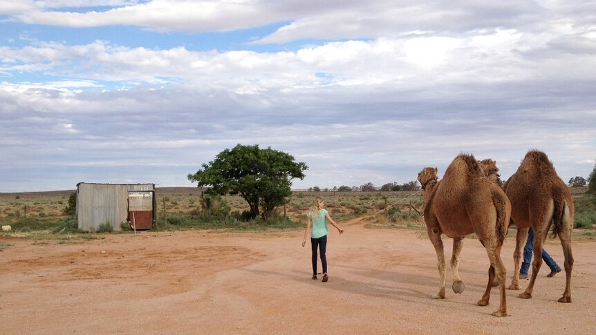 Walking her camels