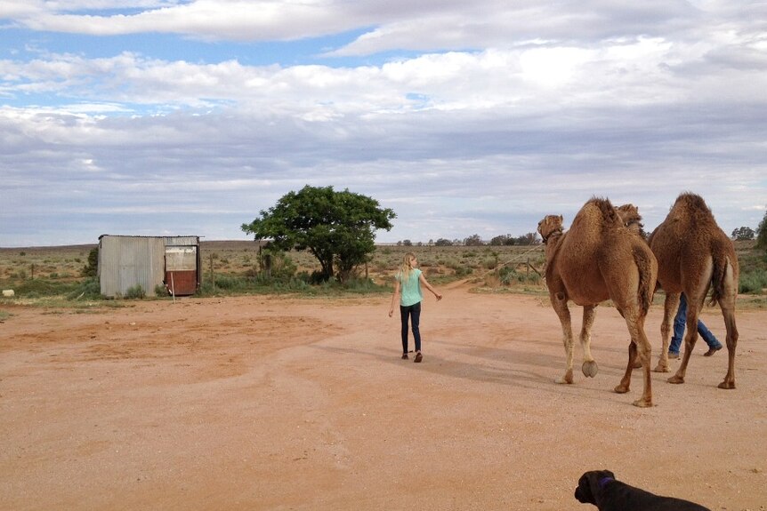 Walking her camels