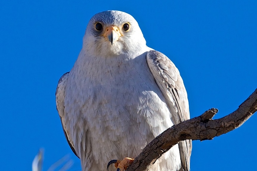Grey falcon portrait shot