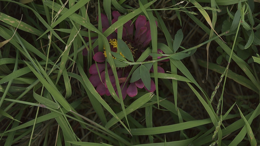 A close up of a purple flower beneath blades of grass.
