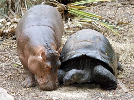 Unlikely friendships: the tortoise and the hippo