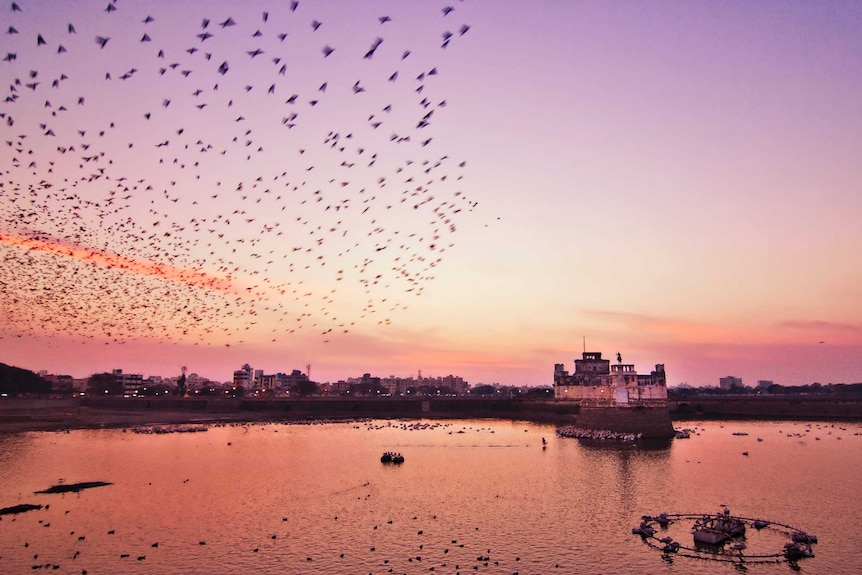 A flock of birds whip through the pink sky at sunset over the water reflecting the sky.