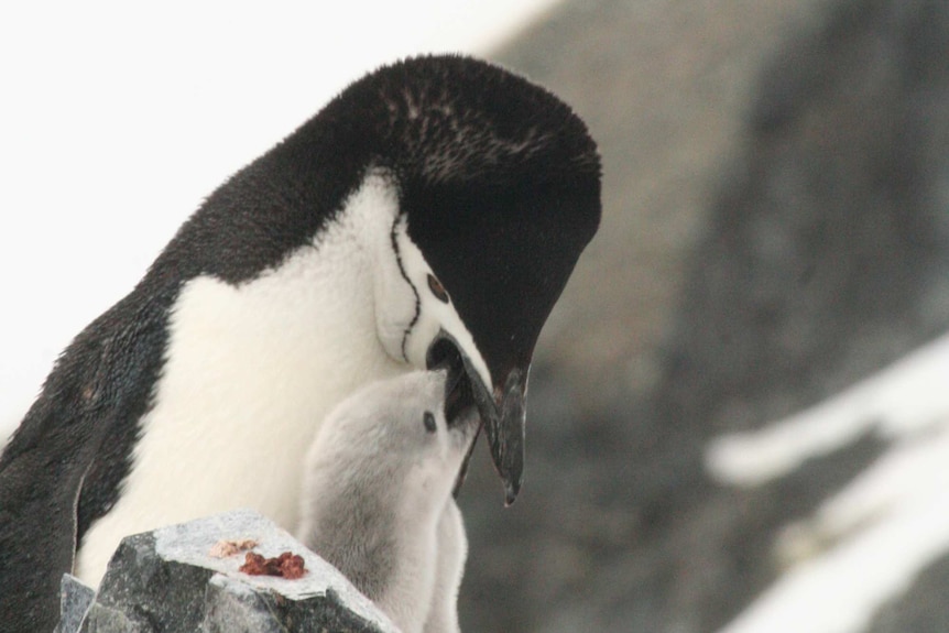 An adult penguin feeds its chick