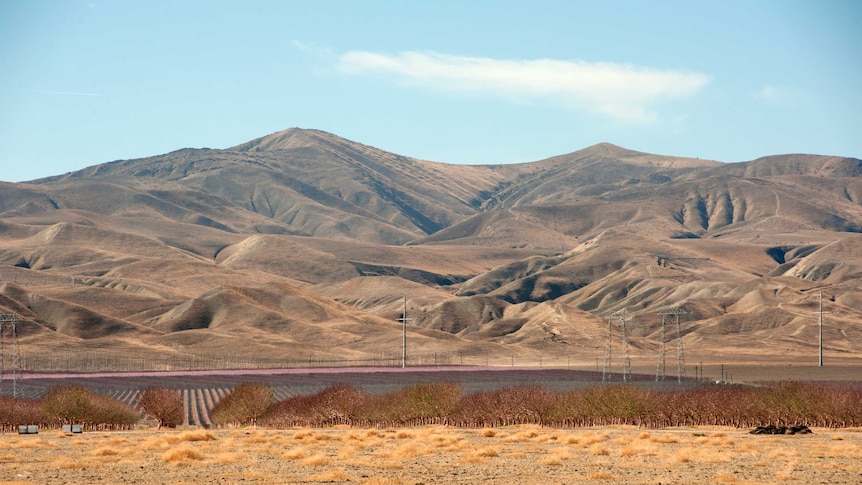 Dry fields and bare trees near San Joaquin California