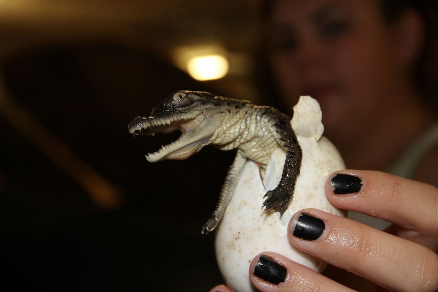 A tiny crocodile emerges from an egg, being held by a human hand.