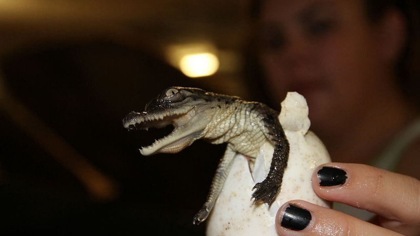 A tiny crocodile emerges from an egg, being held by a human hand.