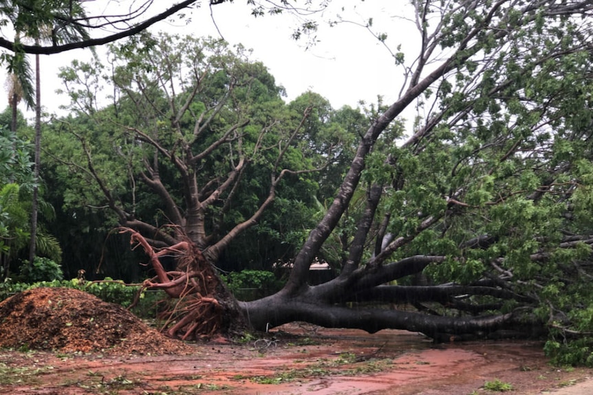 An uprooted tree, with red mud in the foreground and other green trees in the background.