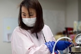 A Japanese woman in a face mask and gloves measuring radiation in a lab.