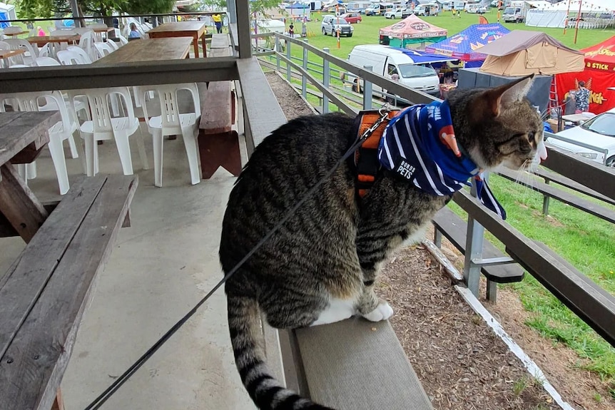 A cat on a lead sitting on a railing looking out over cars and tents. 