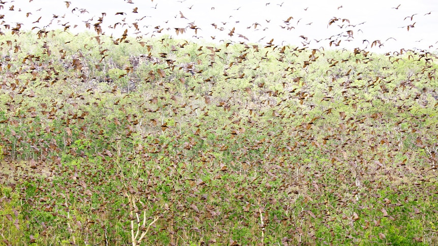 A huge number of bats fly past trees in Arnhem land