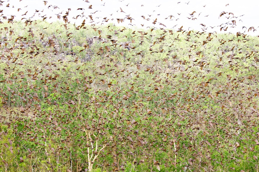 A huge number of bats fly past trees in Arnhem land