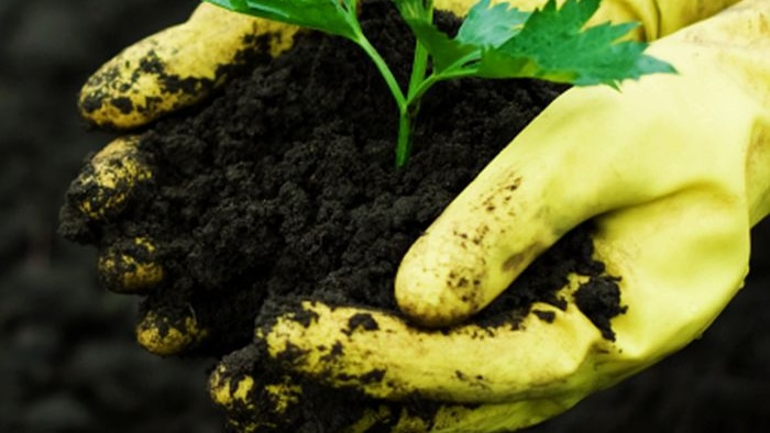 A pair of hands holding a plant in soil