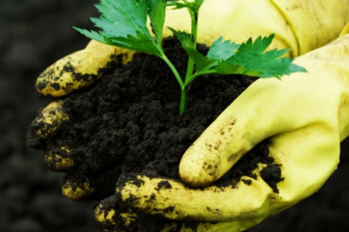 A pair of hands holding a plant in soil