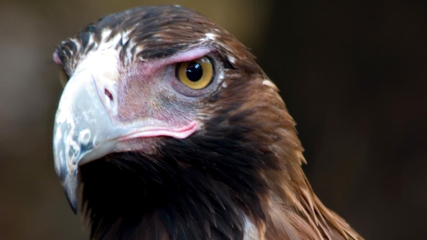 A wedge-tailed eagle takes off