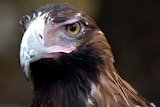 Wedge-tailed eagles can grow to a wing-span of 2.5 metres (file photo)