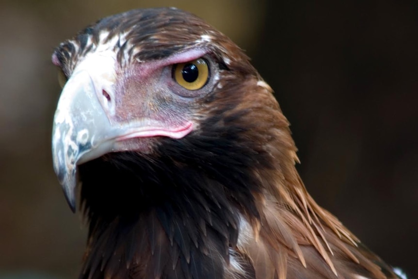 A wedge-tailed eagle takes off