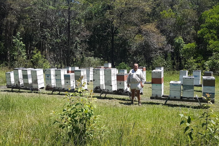 A man surrounded by bee hives and trees