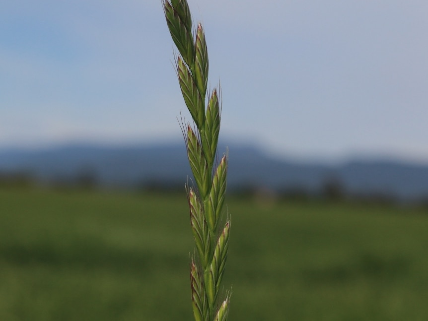 Ryegrass