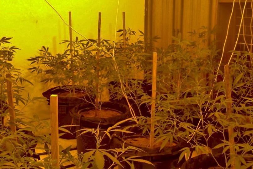 cannabis at one of the Adelaide properties police raided