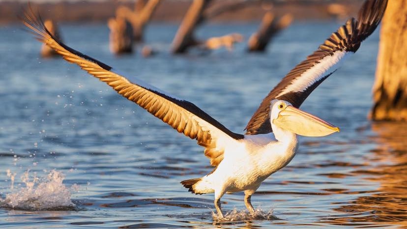 A pelican is taking off from the water, its wings are spread wide.