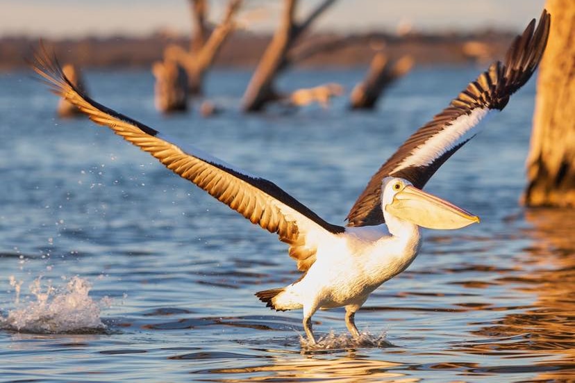 A pelican is taking off from the water, its wings are spread wide.